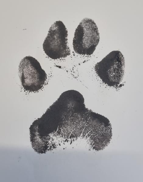 2D Tinten-Pfotenabdruck auf Papier / Tattoo-Vorlage